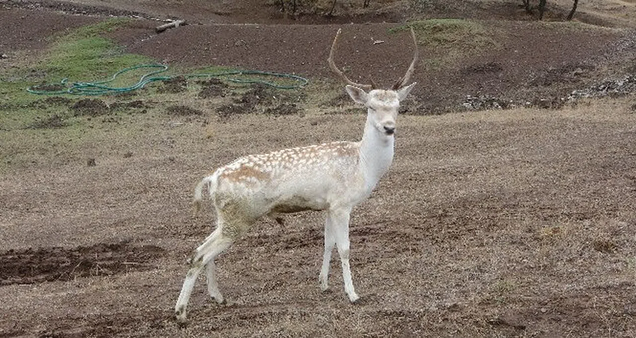Şanlıurfa’da ilk defa Alageyik görüldü