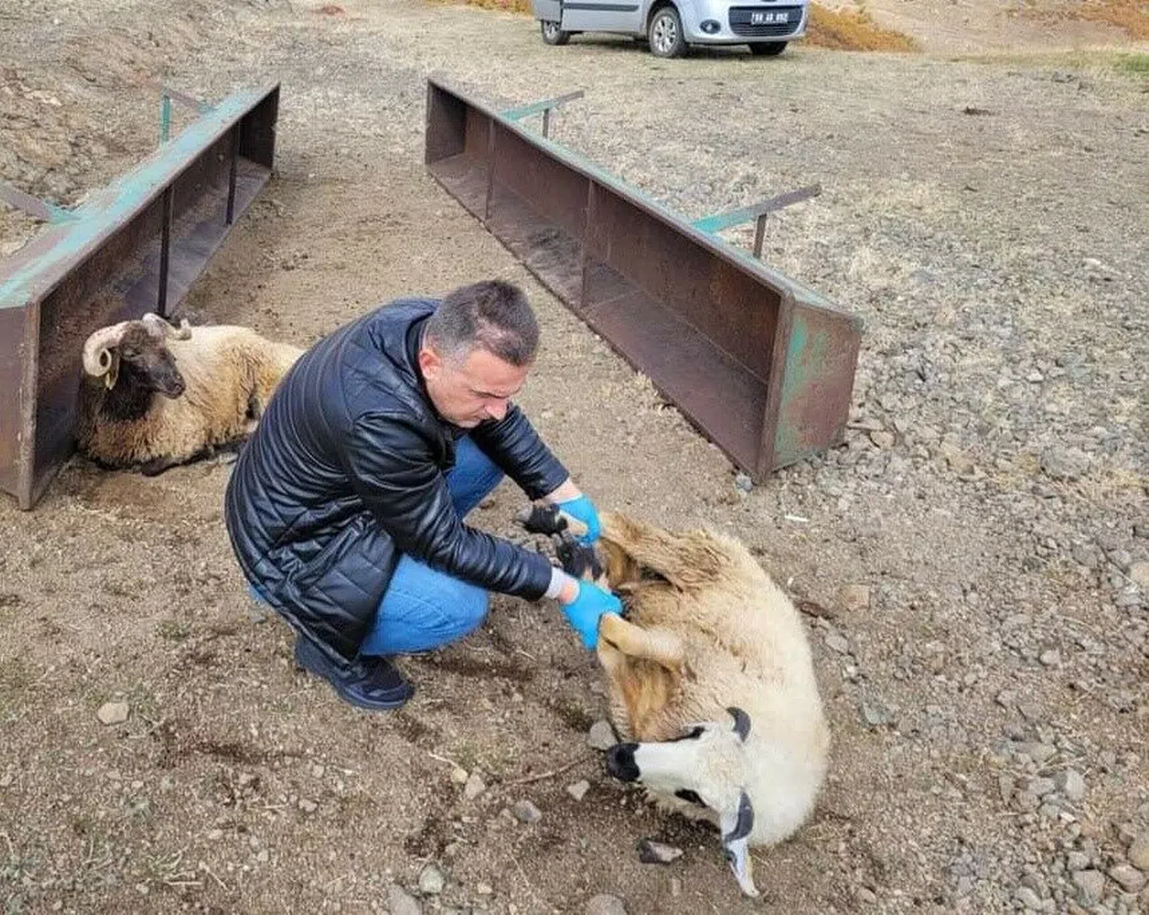 Kurtlar 50 koyunu telef etti