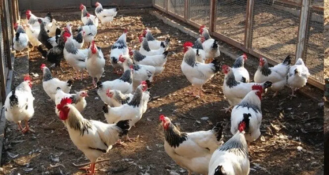 Tavuk üretimi yüzde 8,9 azaldı