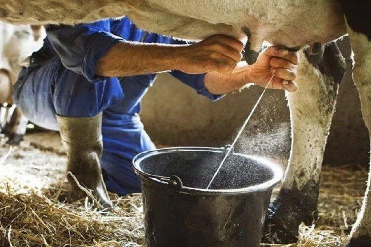 Türkiye geneli ticari süt işletmelerince 786 bin 213 ton inek sütü toplandı