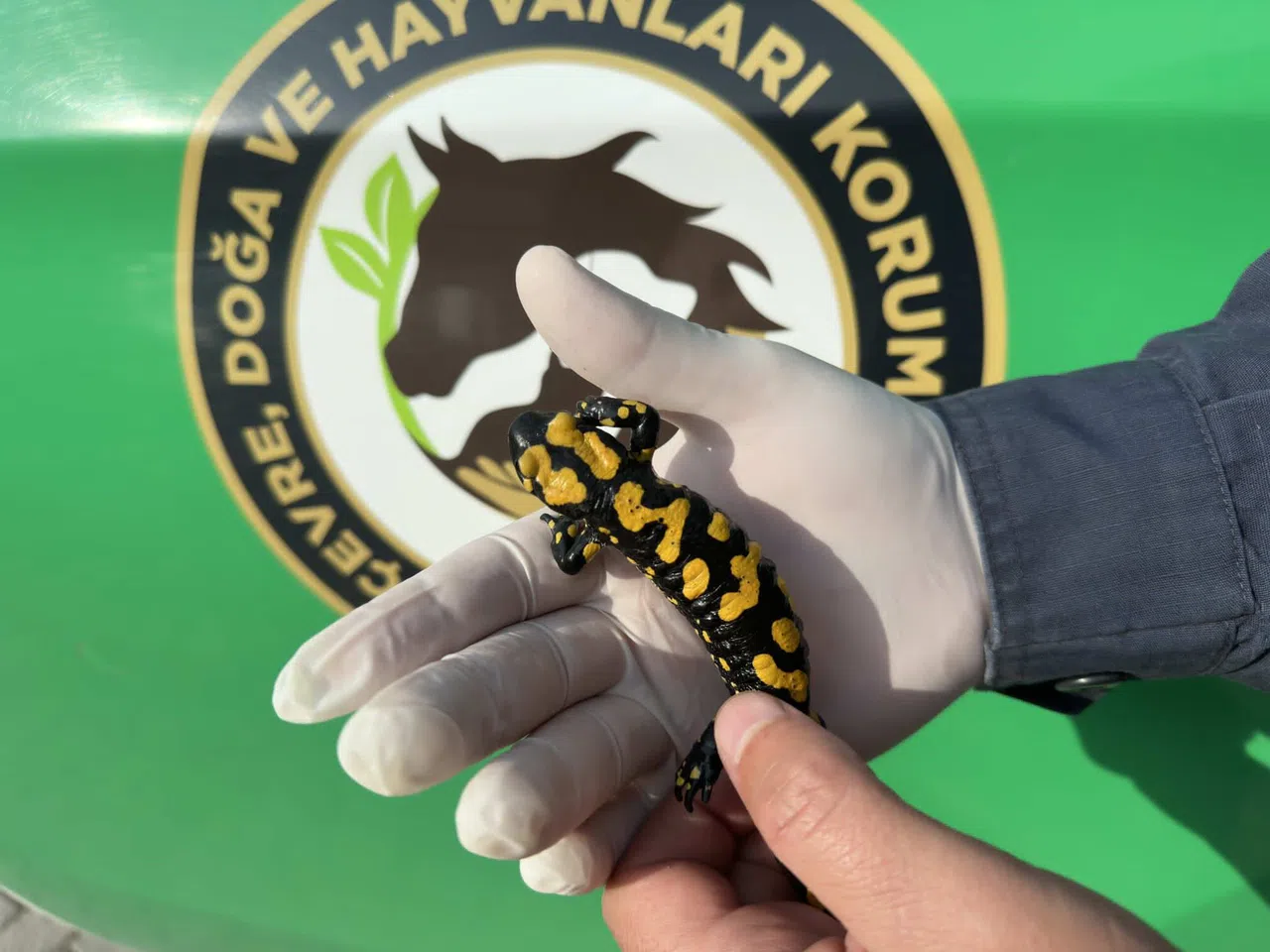 Kahramanmaraş'ta nesli tükenmekte olan sarı benekli semender bulundu