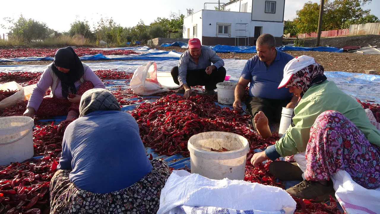 Tescilli Maraş biberinde yılın son hasadı