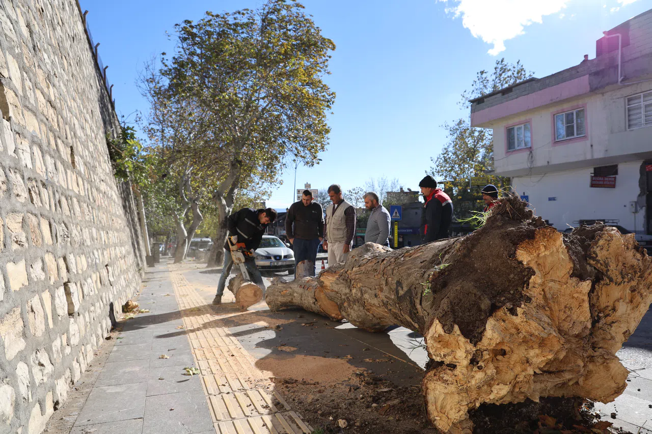 Şiddetli rüzgar ağaçları kökünden söktü, çatıları uçurdu