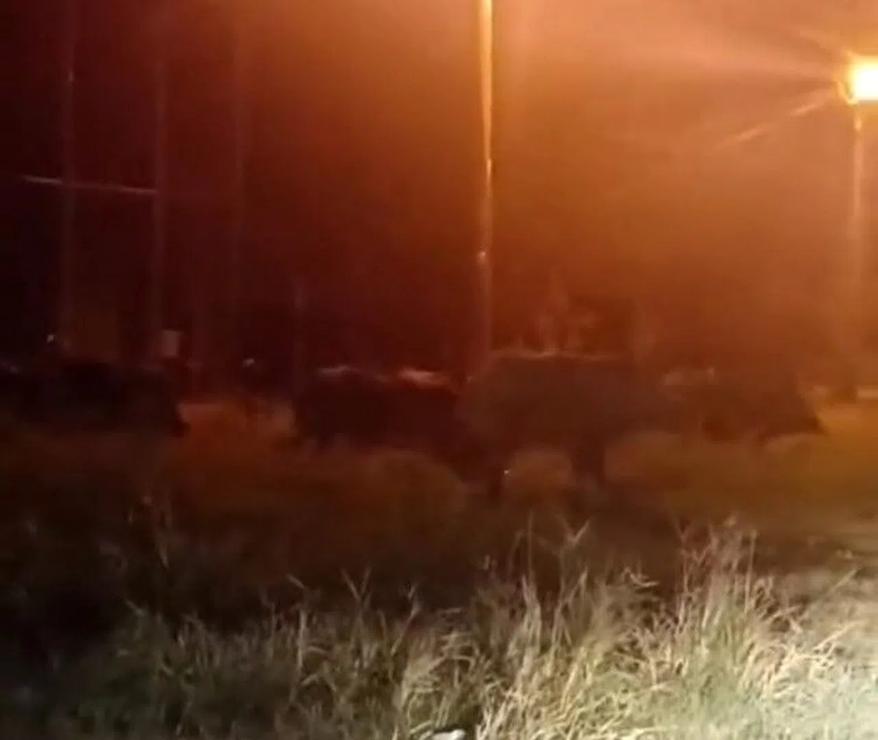 Hatay'da aç kalan domuz sürüsü mahalleye indi