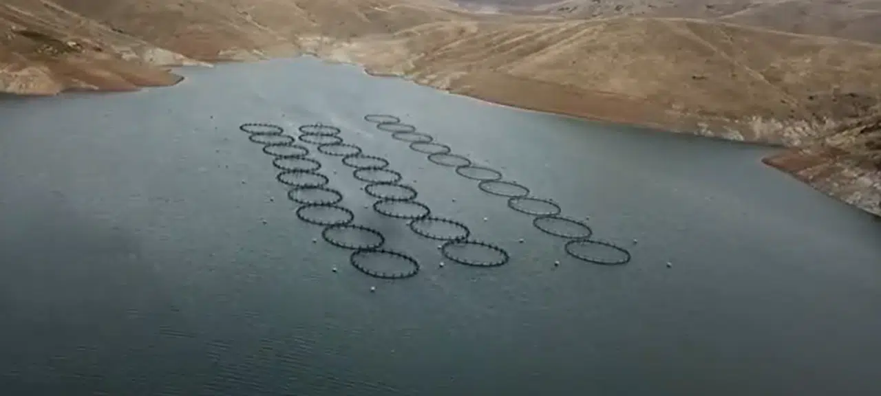 Kahramanmaraş’taki Kandil Barajı’nda alabalık üretimi başladı