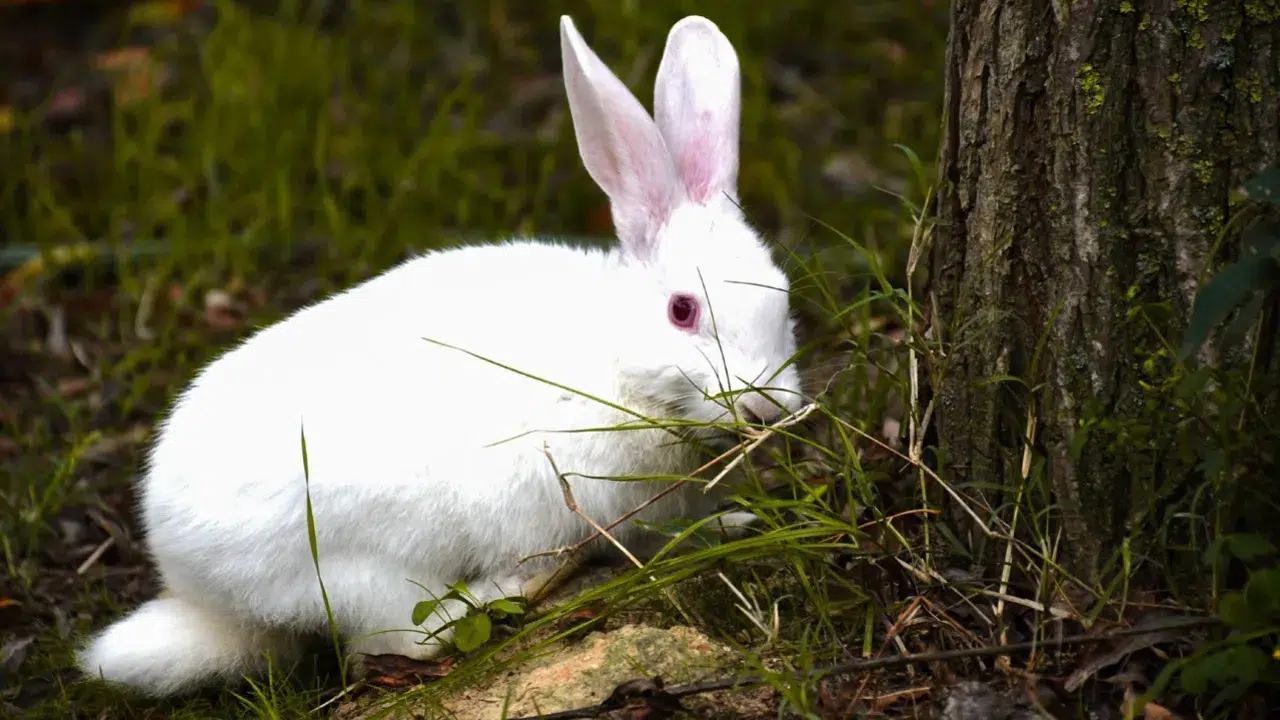 Müslümanlıkta Tavşan Eti: Helal mi, Haram mı?