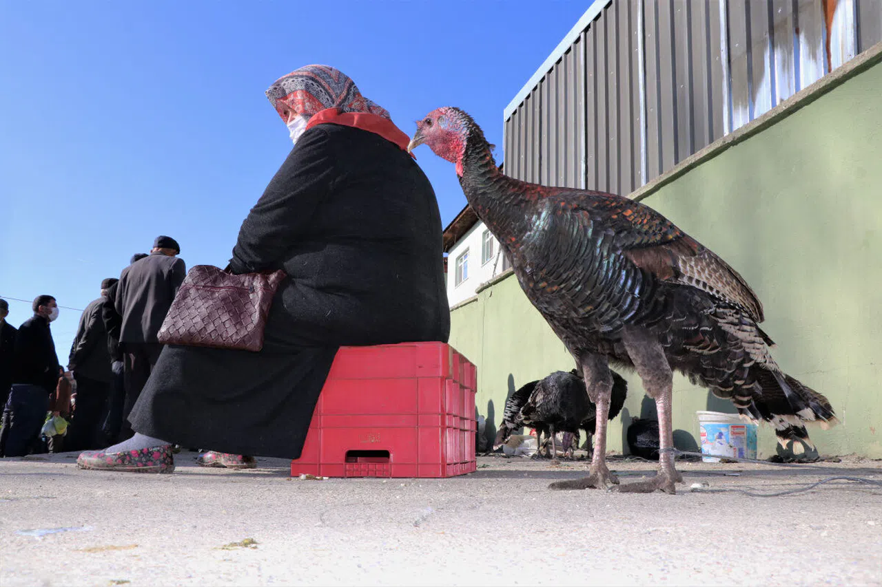 Hindiler Yumurtlar Mı? Hindiler Ne Zaman Yumurtlar? Hindiler Ne Kadar Yaşarlar? Hindi Uçar Mı? Hindinin Ömrü Ne Kadar?