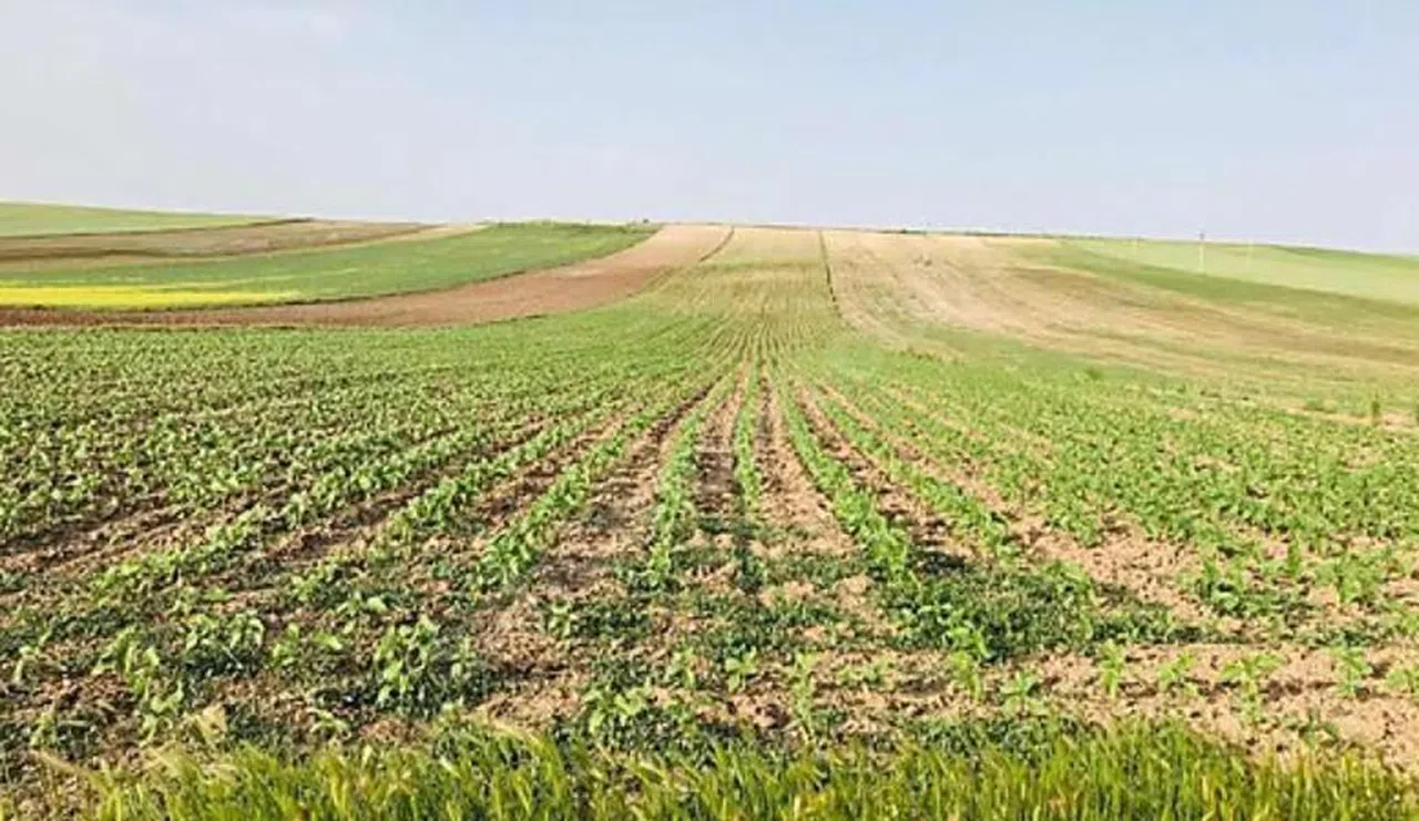 Kahramanmaraş Türkoğlu’nda  fırsat arsa: Mahkeme fiyatını açıkladı