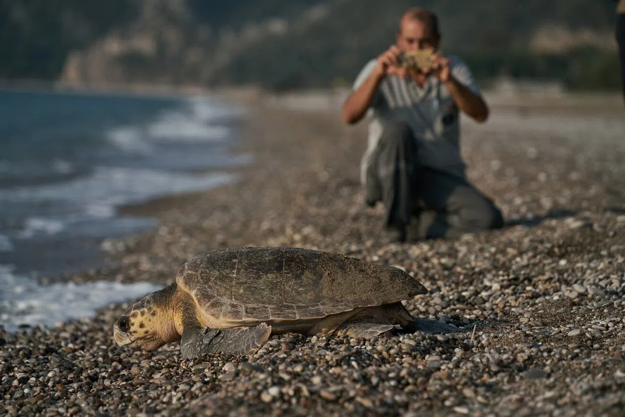 Antalya'da 2023 yılında 144 bin 334 yavru caretta caretta denizle buluştu