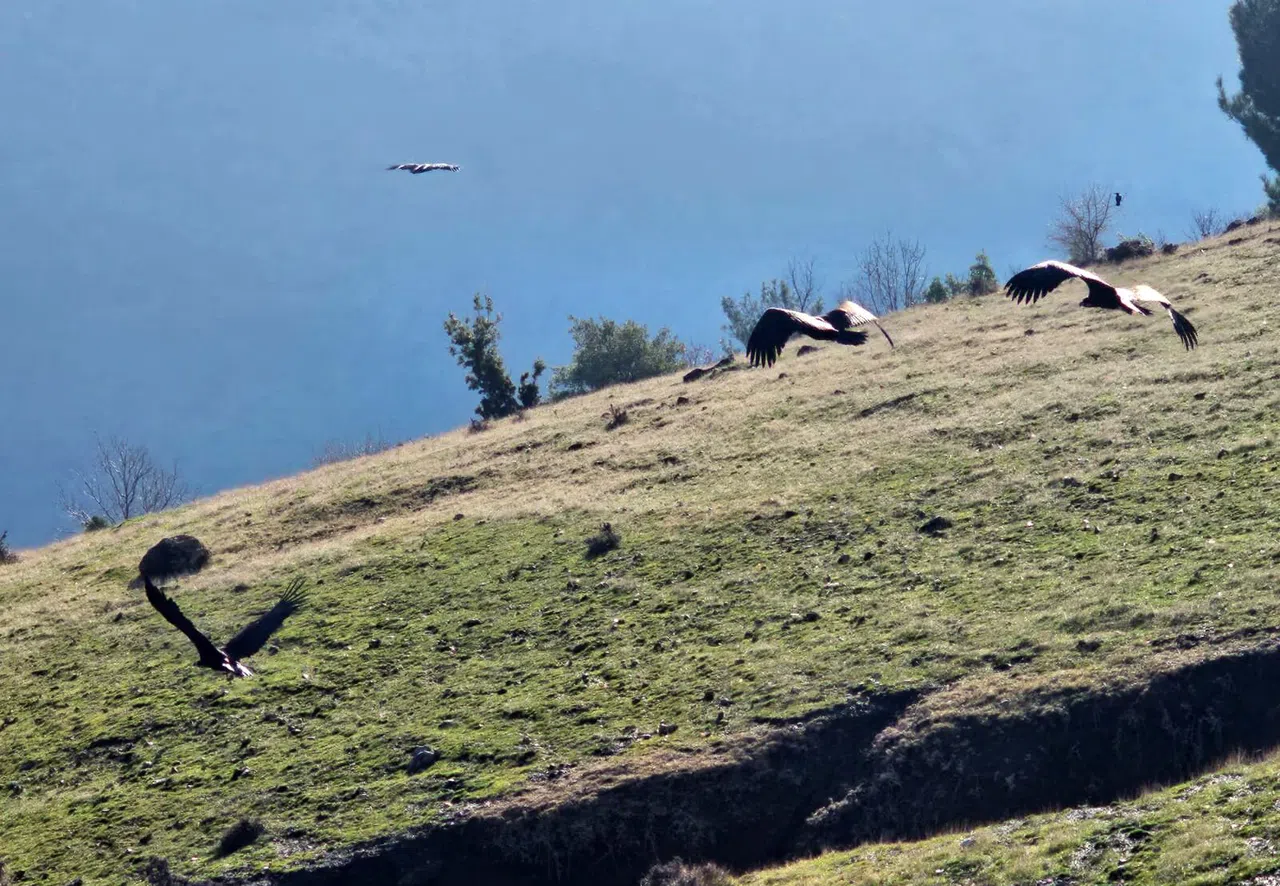 Kahramanmaraş'ta nesli tükenmekte olan akbabalar görüntülendi