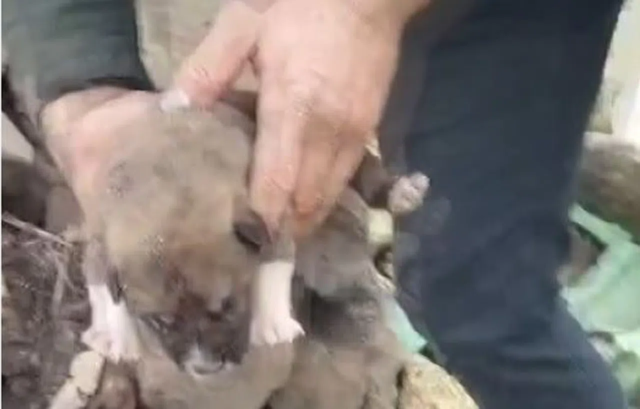 Molozların altında sıkışan yavru köpekler kurtarıldı