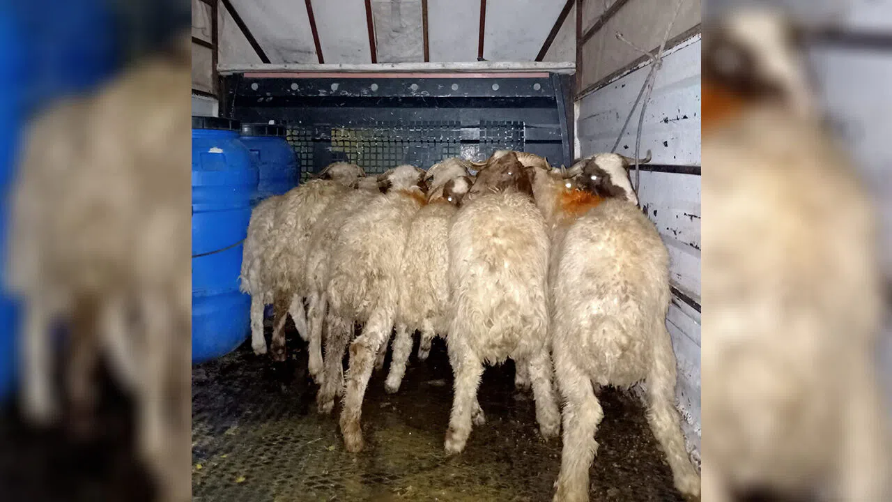 Kahramanmaraş’ta hayvan hırsızları yakalandı