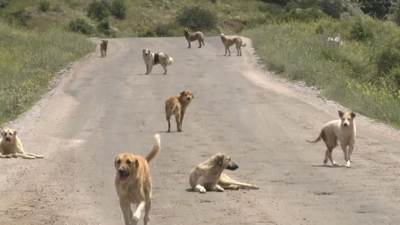 1932'de sokak köpekleri için yayınlanan genelge maddeleri