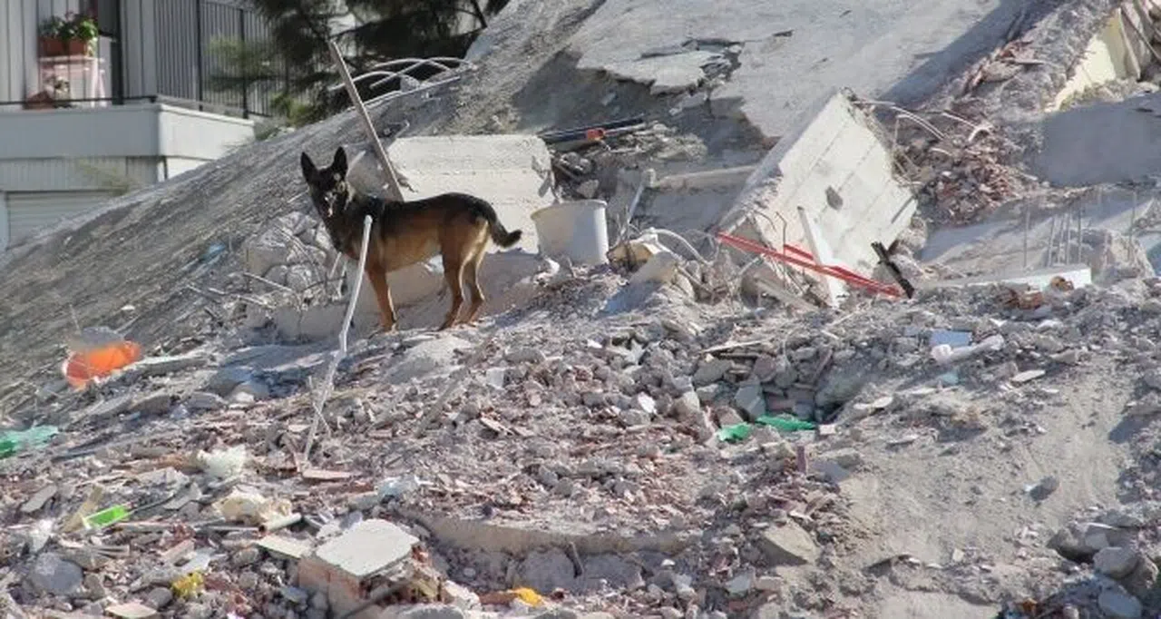 TSK’nın hassas burunlu arama kurtarma köpekleri Asrın Felaketi’nde onlarca can kurtardı