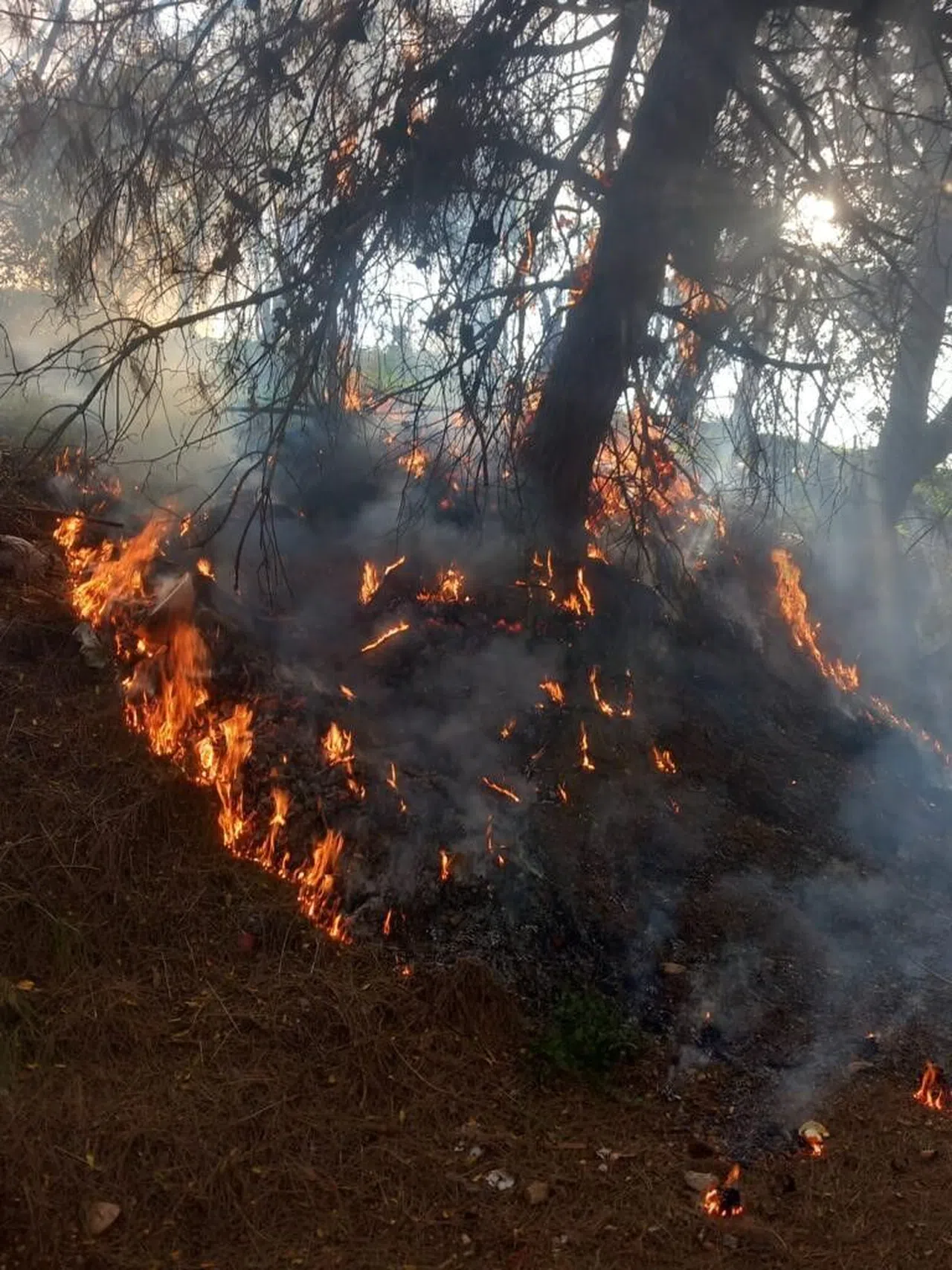 Çıkan orman yangını itfaiye ekibi tarafından söndürüldü  