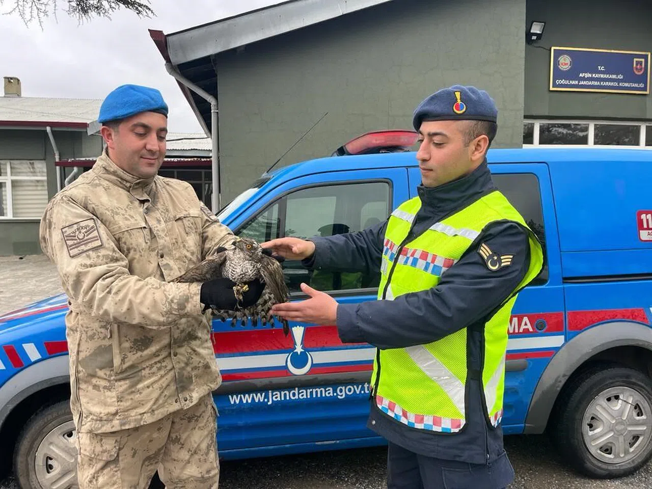 Kahramanmaraş'ta jandarma ekipleri yaralı atmacaya sahip çıktı