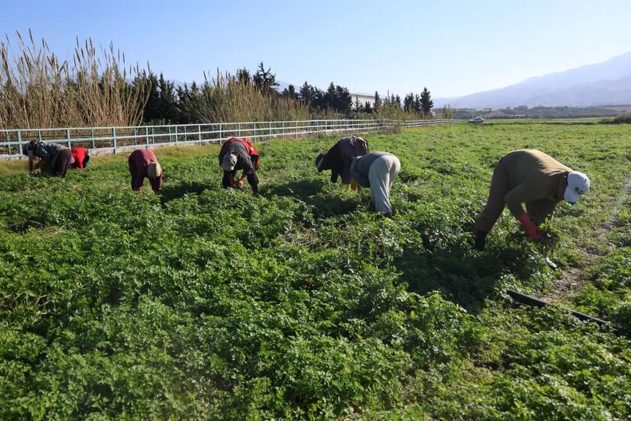 Hatay’da maydanoz hasadı başladı