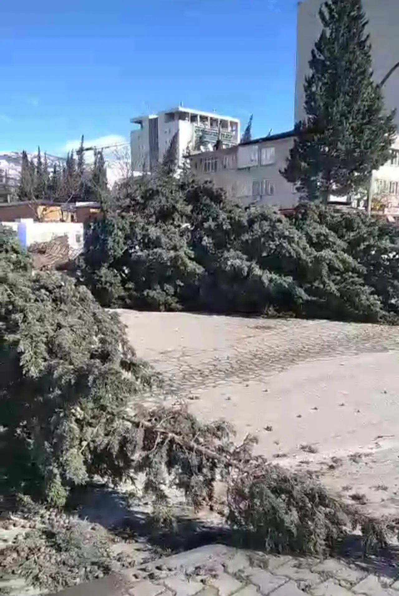 Kahramanmaraş'ta şiddetli rüzgar ağaçları kökünden söktü