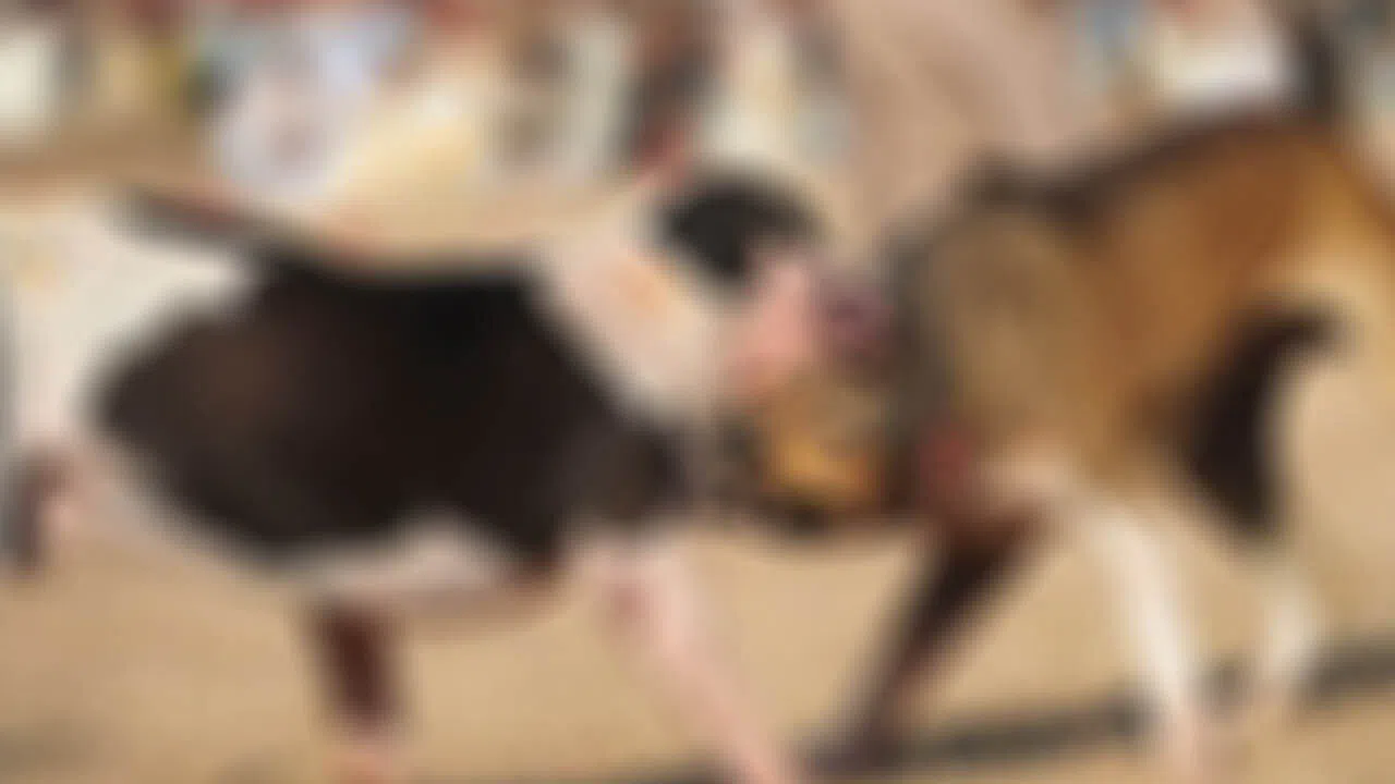 Kahramanmaraş’ta köpek dövüştürenlere rekor ceza