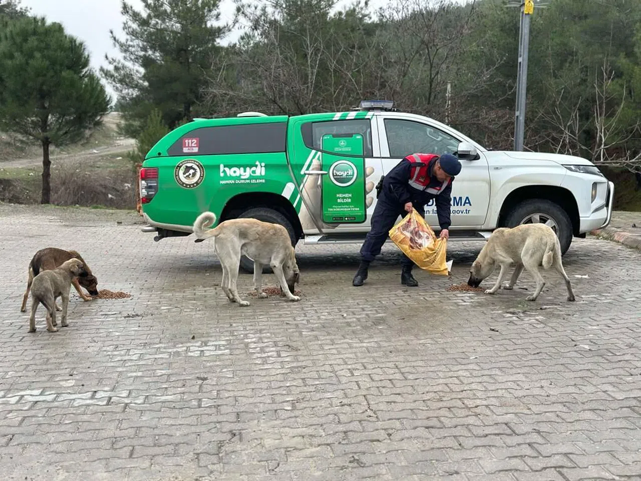 Jandarma Ekiplerinden Sokak Hayvanlarına Yardım