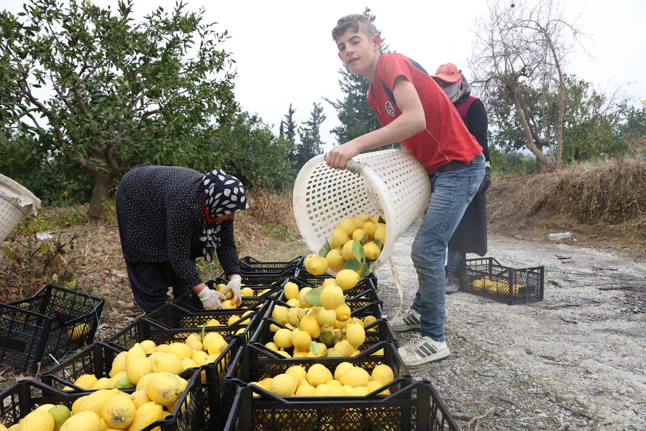 200 bin ton rekolte beklenen limonda çiftçiye önemli destek 