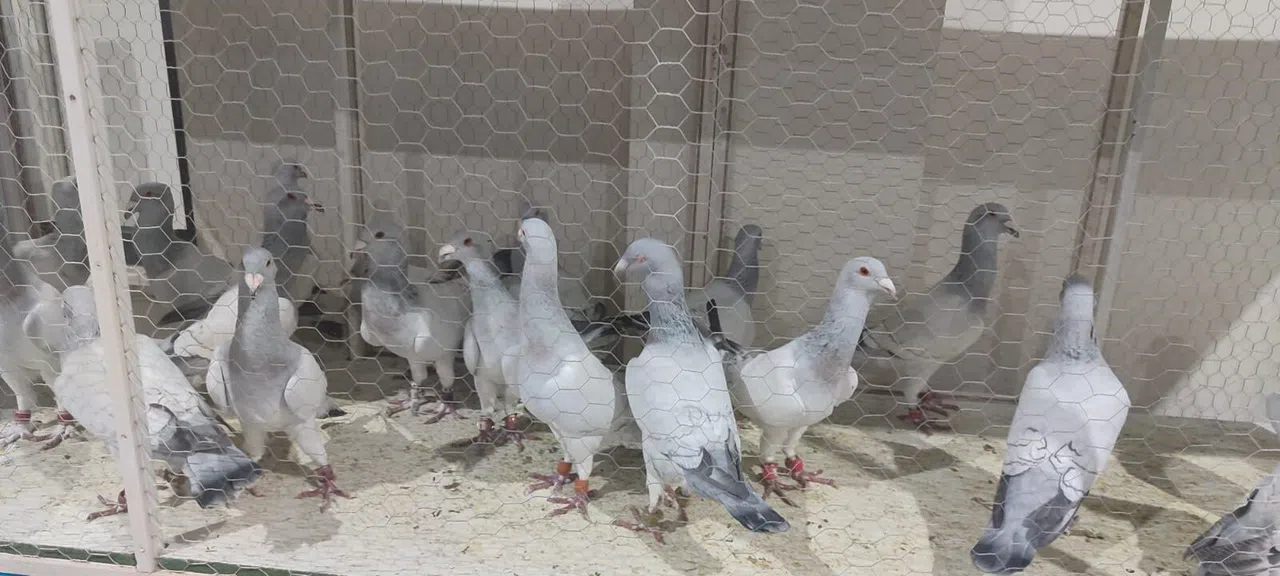 Yüzlerce güvercin en güzel seçilmek için yarıştı