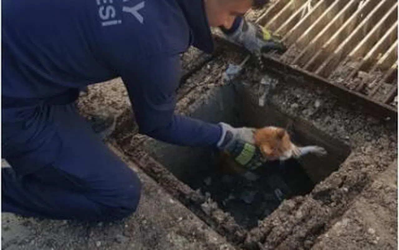 Mazgalın içinde mahsur kalan kedi itfaiye tarafından kurtarıldı