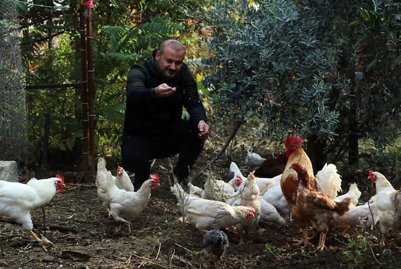 50 tavuğu ortadan kaybolan adam, gerçeği kamera görüntülerini izleyince fark etti