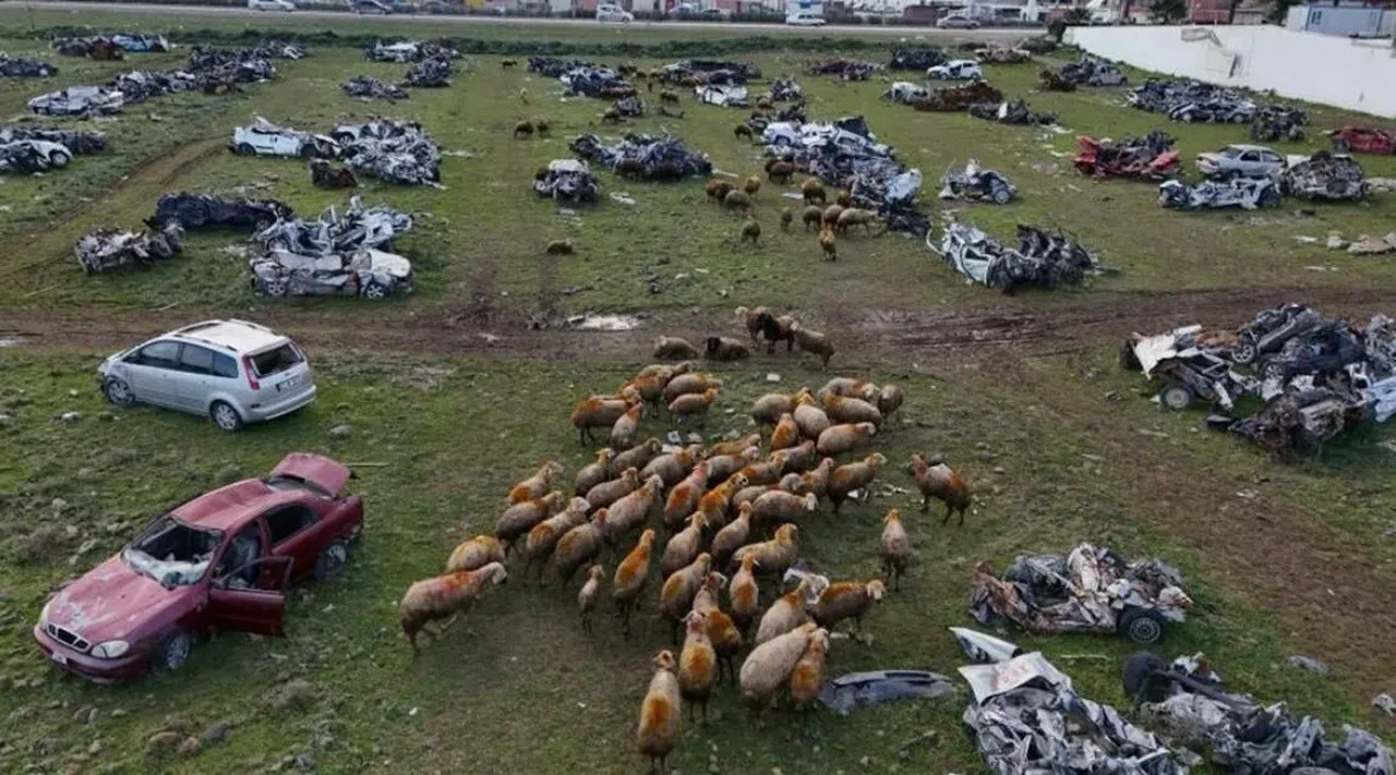 Araç mezarlığı koyunlara otlak oldu