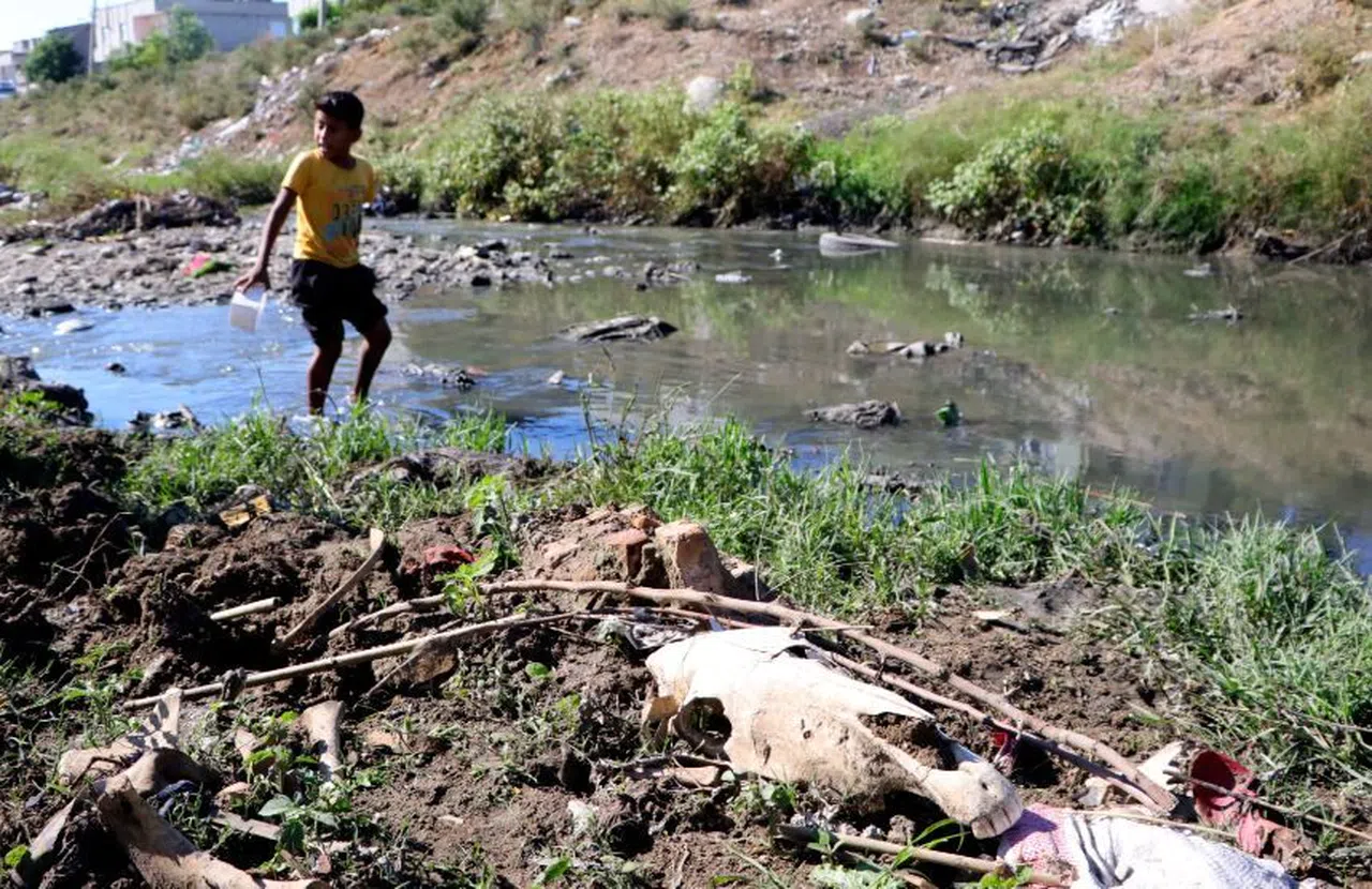 At kemikleri, ölü hayvanlar ve lağım suyu arasında kurbağa avı