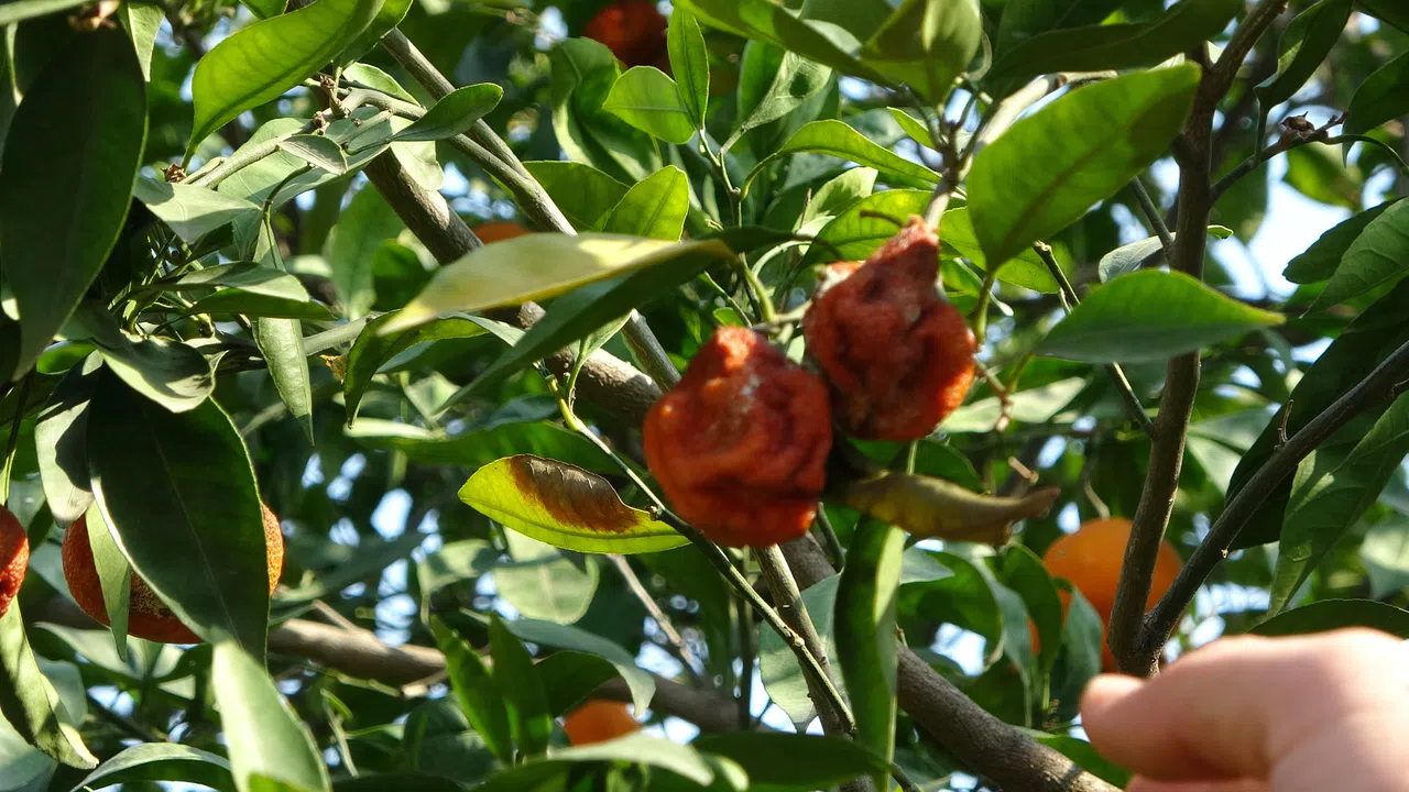 Narenciye bahçede kaldı
