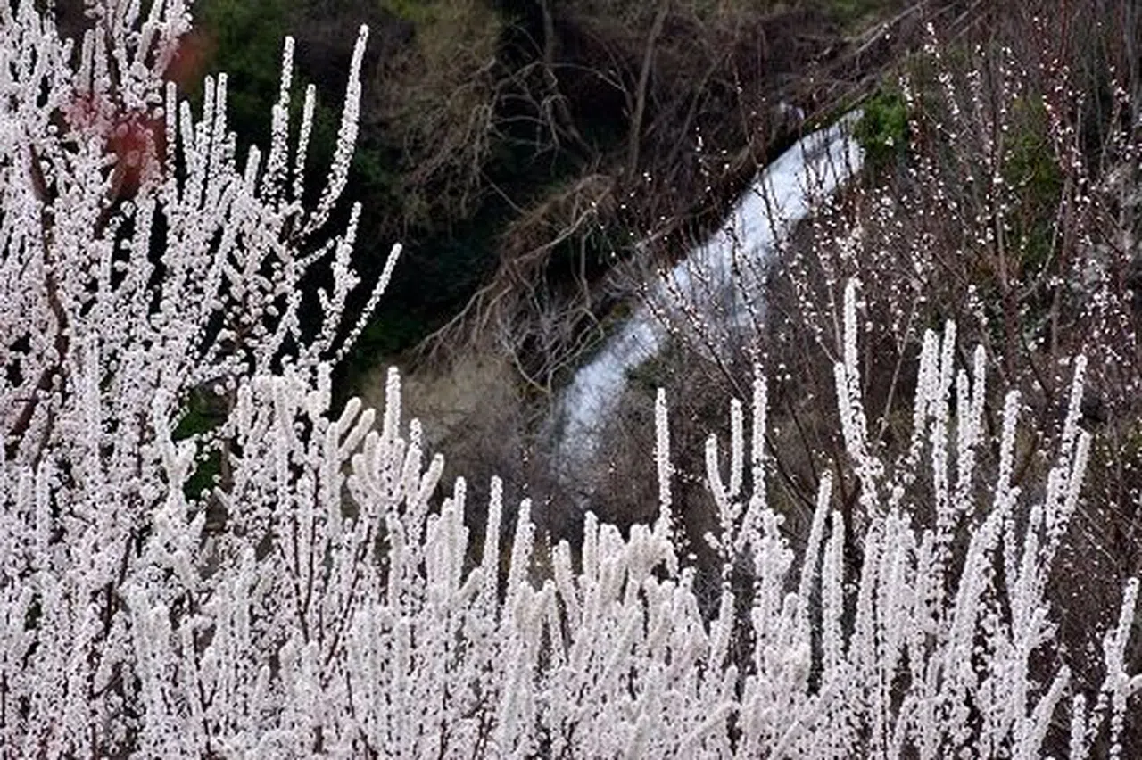 Kayısı ağaçları görsel şölen sundu   