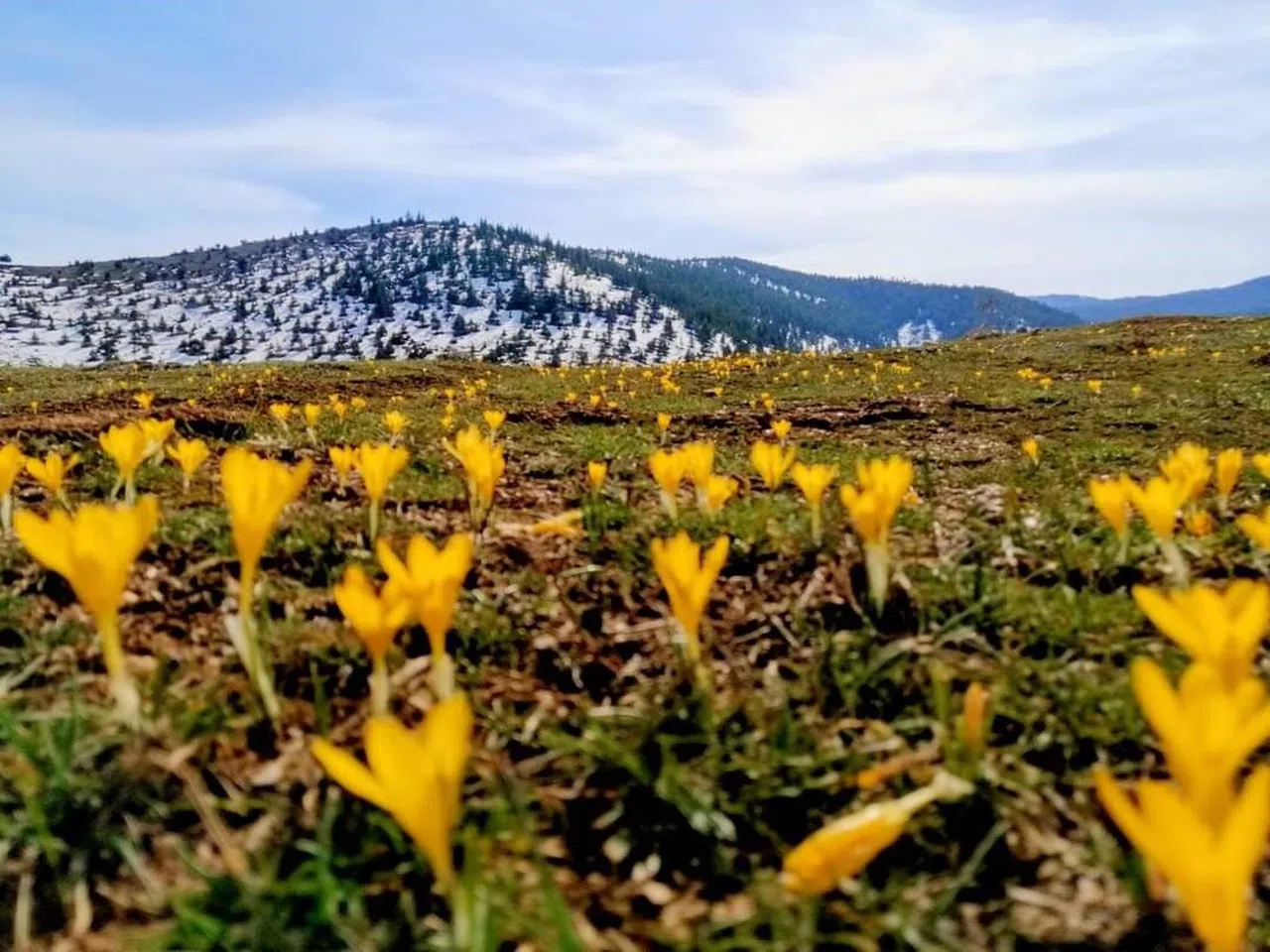 Kahramanmaraş'ta baharın habercisi çiğdem çiçekleri
