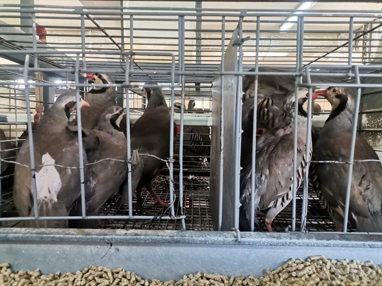 Kahramanmaraş’ta 10 bin kınalı keklik doğaya salınacak