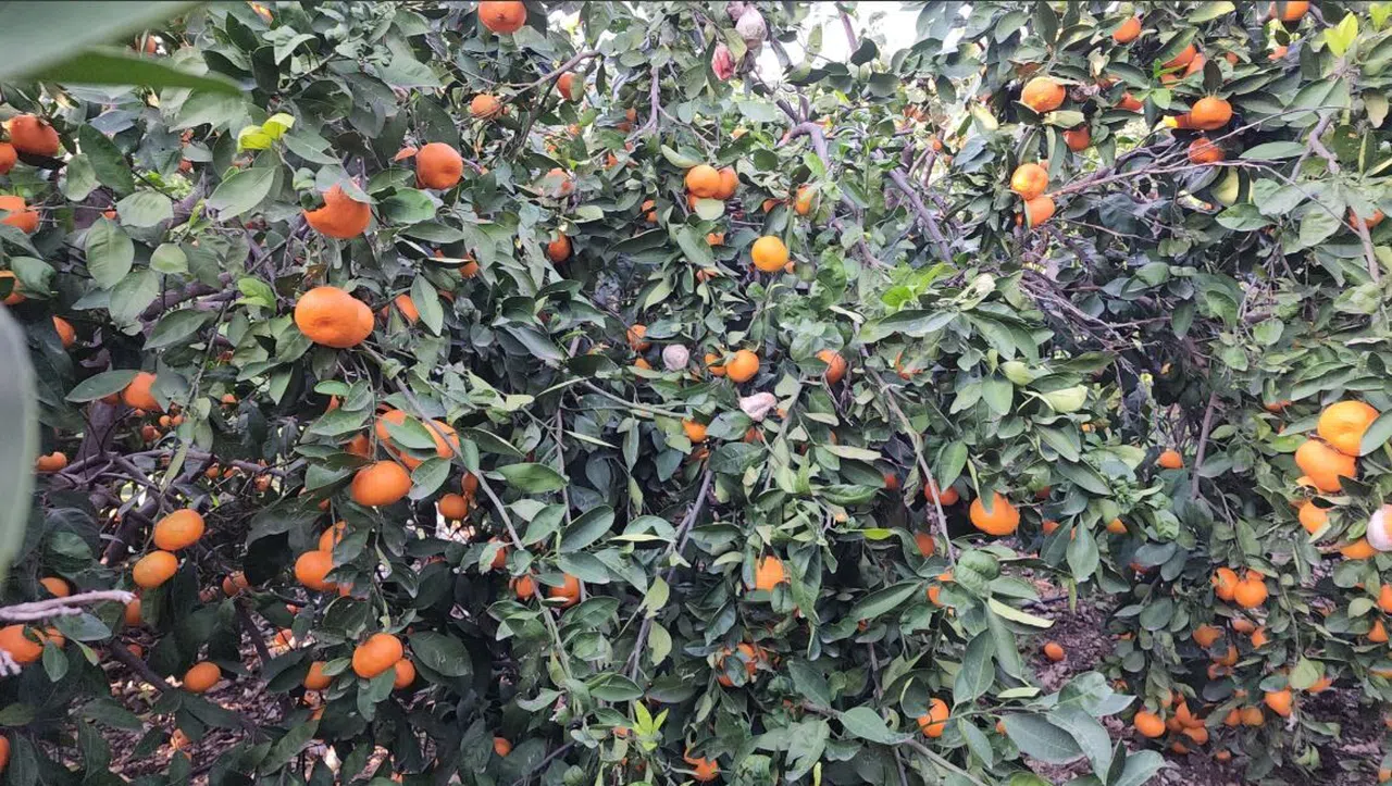 Bahçede fiyatı 2 TL’ye kadar düşen mandalina dalında çürüyor