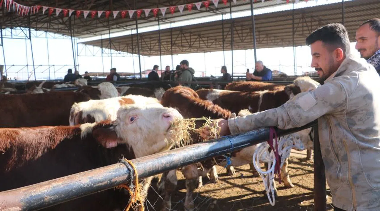 Bakan Yumaklı, depremzedelere büyükbaş hayvan dağıtımına katıldı
