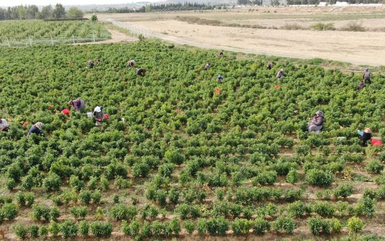 Deprem kentinde 'en acı' hasat