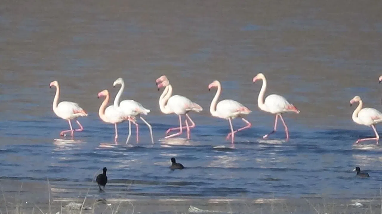 Flamingolar artık kışın da Van Gölü havzasında kalıyor