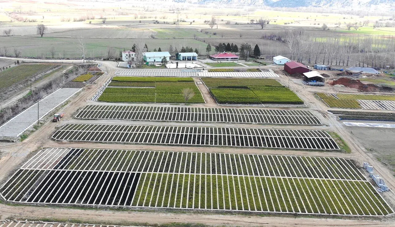 Yetiştirilen fidanlar toprakla buluşacak