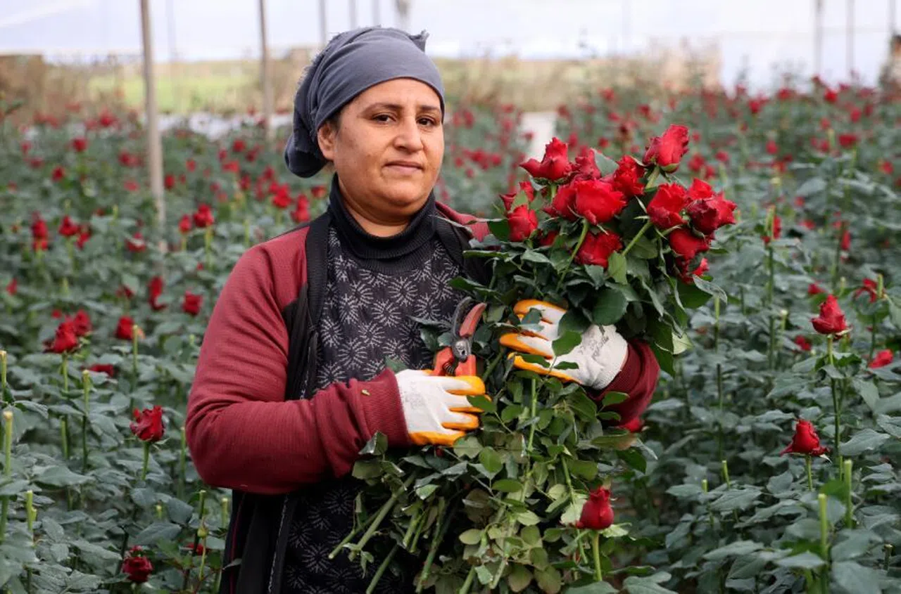 Gül, rekolte ve fiyatıyla üreticileri memnun ediyor