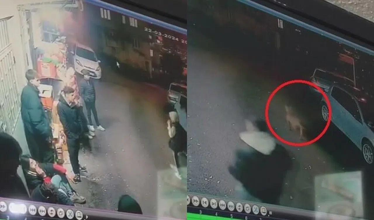 Başıboş köpekler teravih namazı çıkışı 2 çocuğu ısırdı