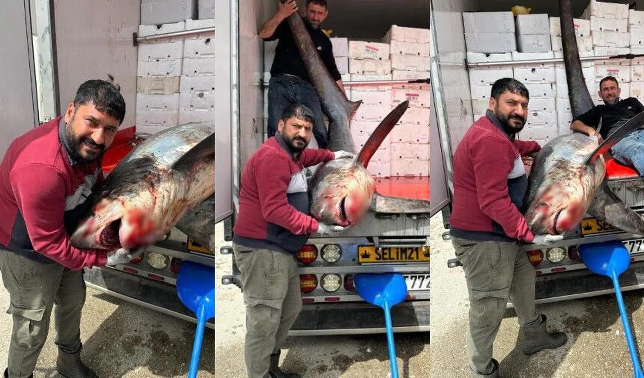 200 kiloluk köpek balığı ağlara takıldı
