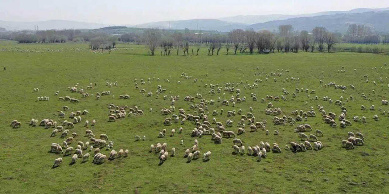 Meralarda Yeni Sezon Hazırlıkları Başladı