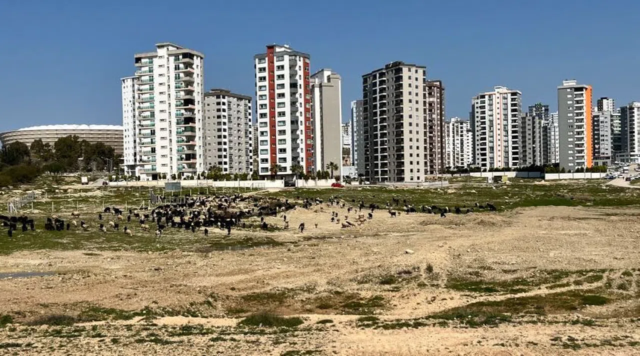Milyonluk evlerin önü otlağa döndü