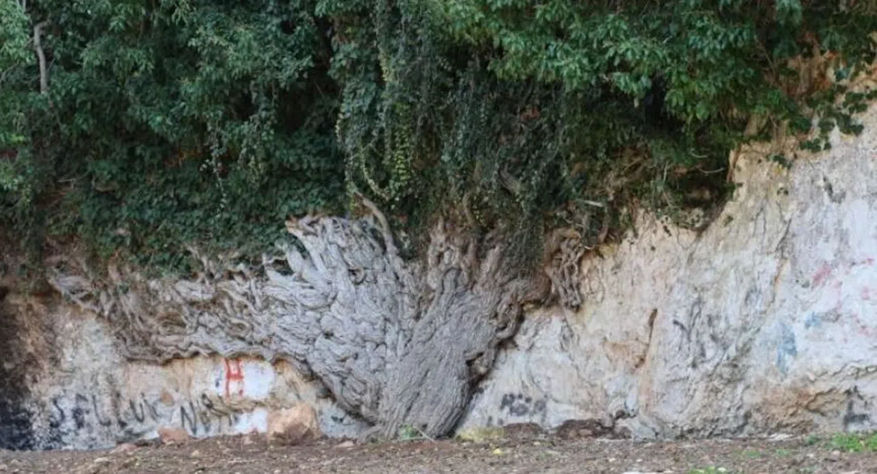 4 bin yıllık sarmaşık görenleri mest ediyor