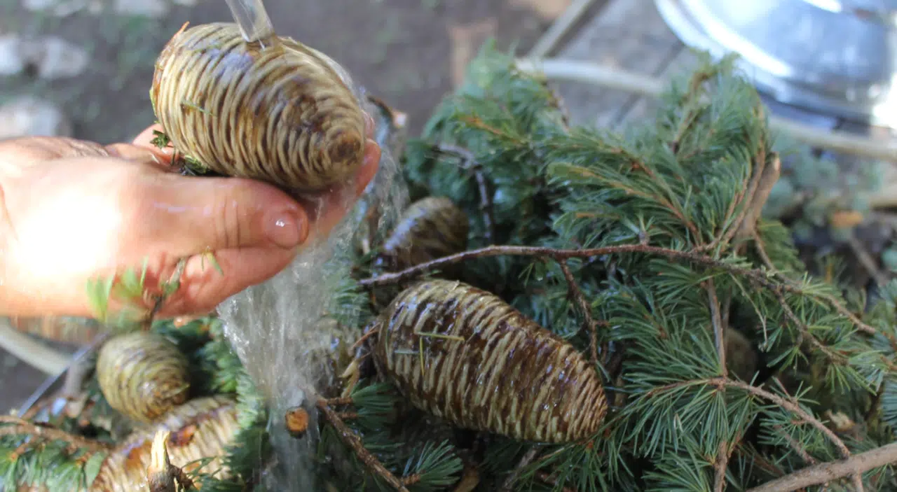 Sedir kozalakları kışın kazanlarda şifaya dönüşüyor