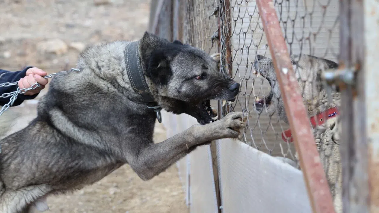 Sınır ötesi güvenliği için kangal tavsiyesi