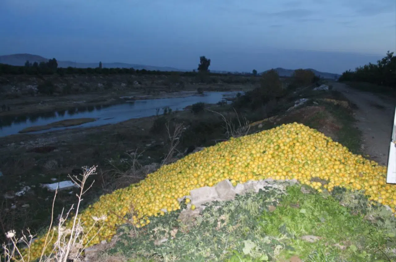 Tonlarca limon dere yatağına döküldü