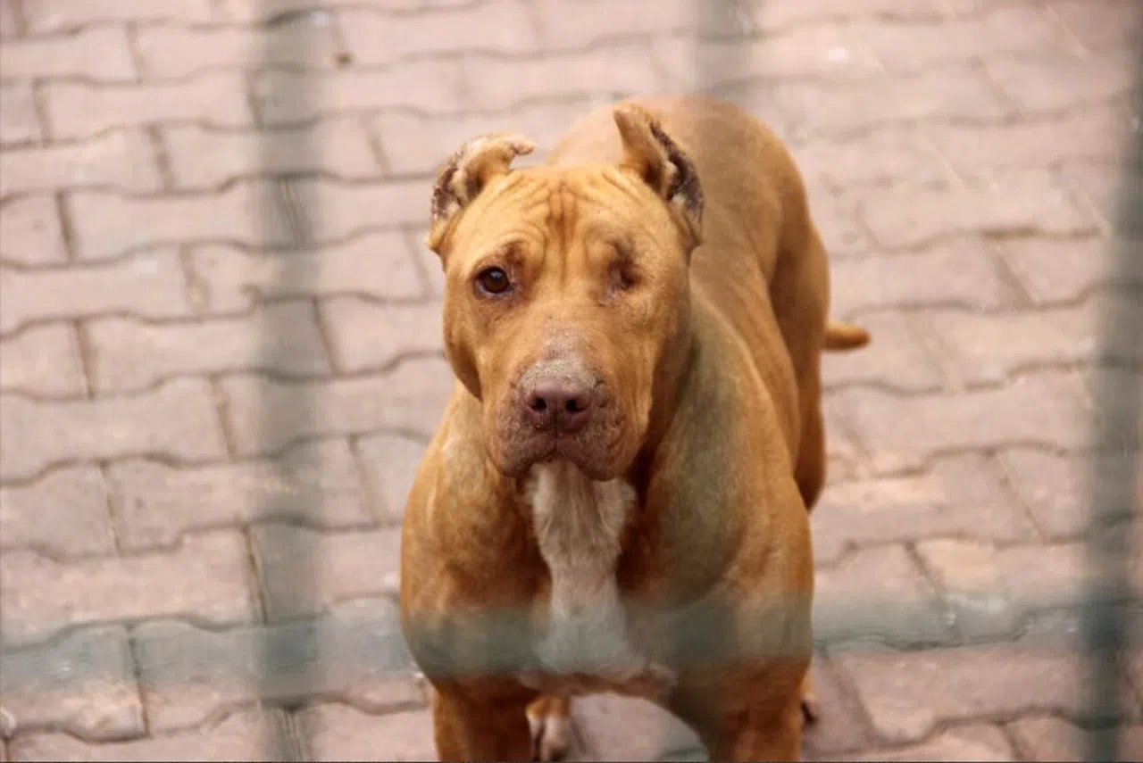 Uzmanı uyardı, "Hareketsiz kalmak köpek saldırılarını önleyebilir”