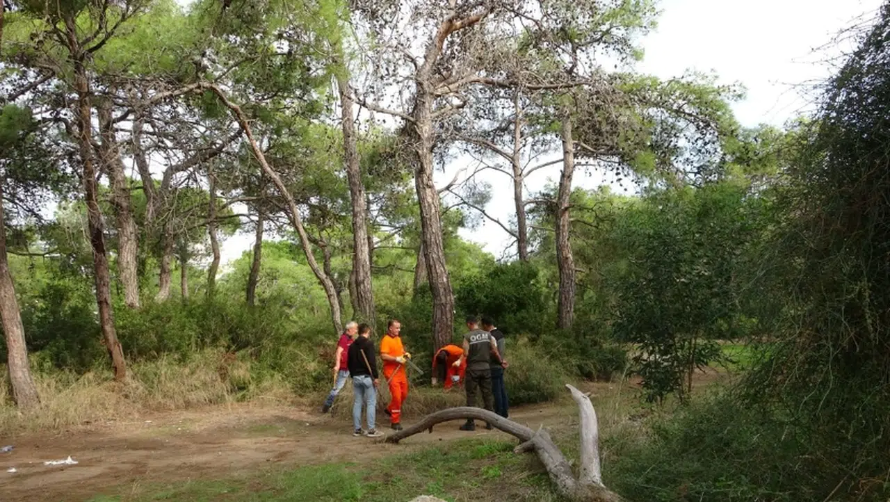 600 çamı kuruttular